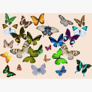 Tray - Peach Butterfly